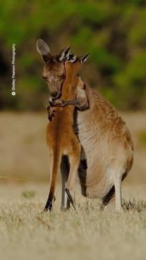 World Kangaroo Day celebrates the majesty our Kangaroo