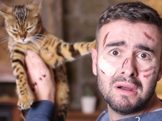 SMART Daily pet column. Man with scratches holding bengal cat. Picture: iStock