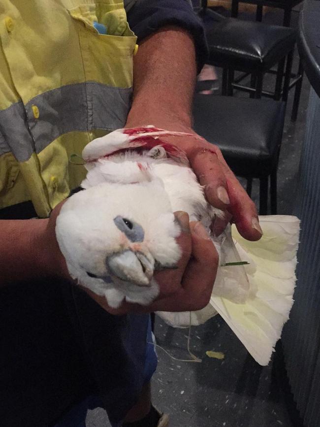 An injured corella at the Aldinga Hotel.