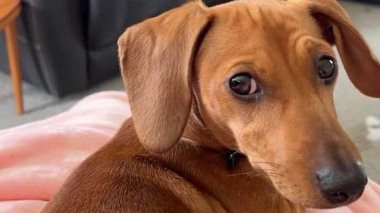 Audrey the dachshund made the top seven in Dalby's cutest pup for 2023. Picture: Contributed.