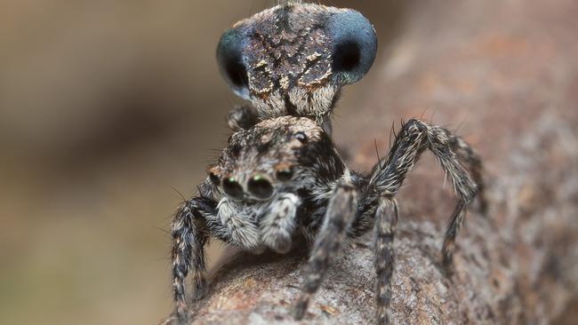 Australia’s newest spider — the Maratus sapphirus peacock spider. Picture: Jurgen Otto