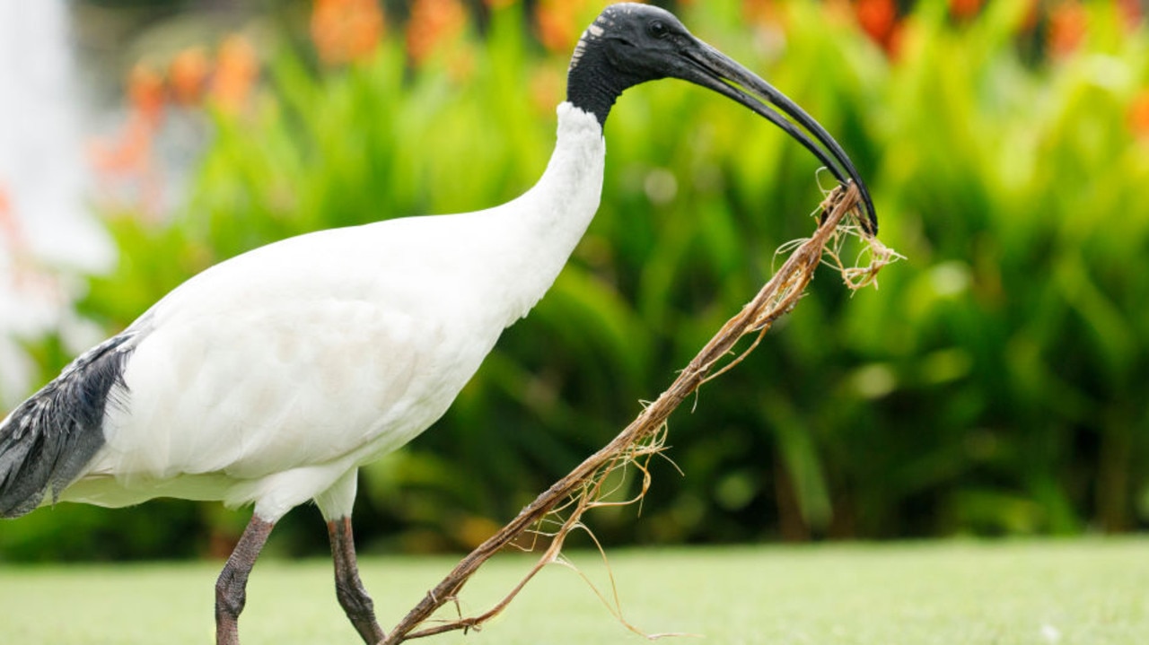 The Australian white ibis will be making a permanent move to Tasmania. Picture: Getty