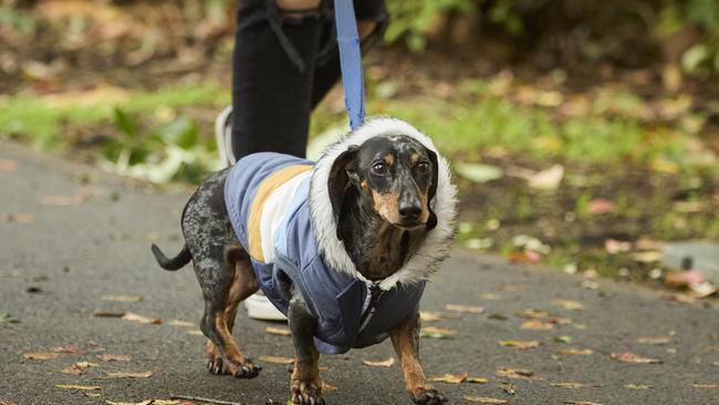 Million Paws Walk in the Adelaide Botanic Gardens, Sunday, May 28, 2023. Picture: Matt Loxton