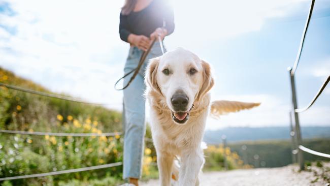 Walking the dog is a great way to get motivated and get more exercise for you as well as the family pet.