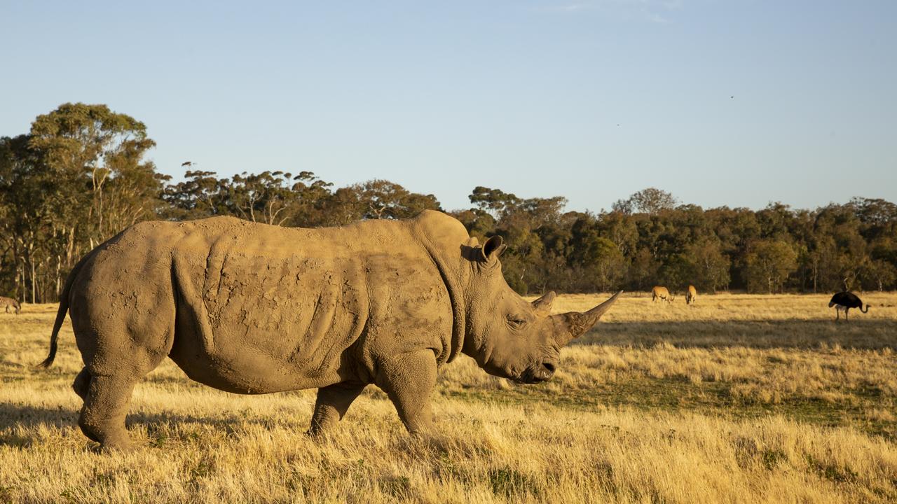 Werribee zoo and Lancemore Mansion Hotel give a taste of Africa | The ...