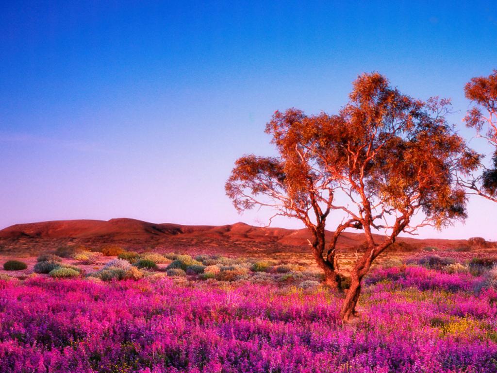 <h2>13. Oodnadatta</h2><p>An outback road trip brings to mind images of a road stretching for miles, supplies, mostly water, jammed in the back, and endless games of eye spy. But Oodnadatta is anything but &mdash; it&rsquo;s the ideal track for first-time off-roaders. Oodnadatta itself is a fascinating small town in the middle of nowhere, with a railway museum, general store, and local Transcontinental Hotel. Picture: Julie Fletcher</p>