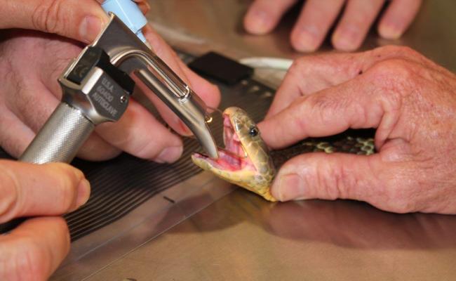 Vets at UQ Gatton saved the life of Aggro the venomous tiger snake who suffered from a tumour on his head. . Picture: Contributed