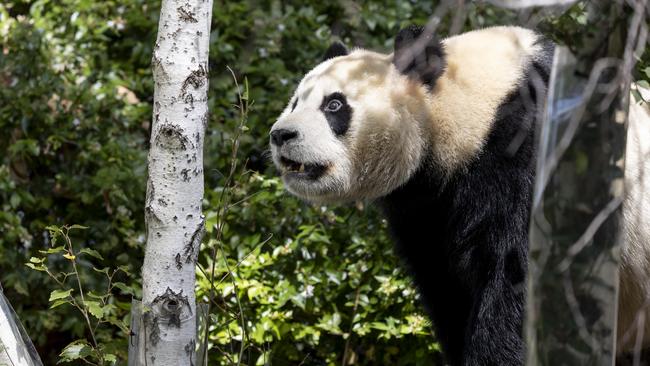 Giant Panda, Yi Lan makes her public debut at Adelaide Zoo. 21st January 2025 Picture: Brett Hartwig