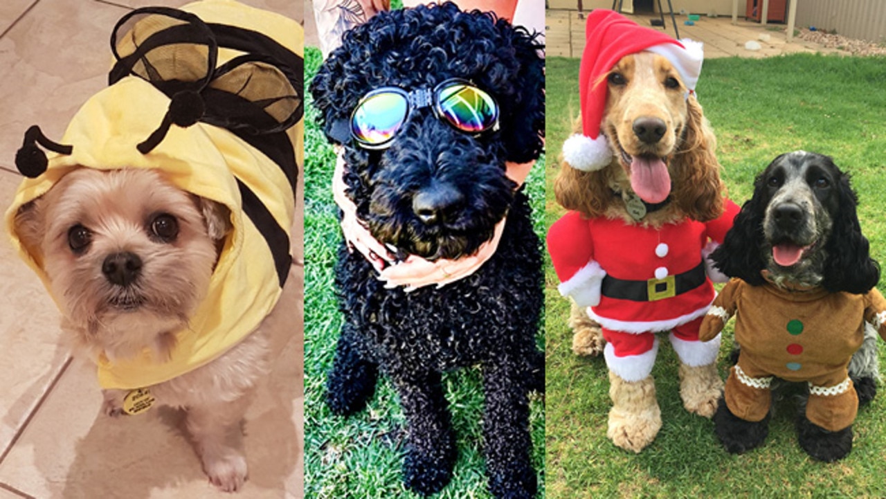 Cute dogs in dress-ups!