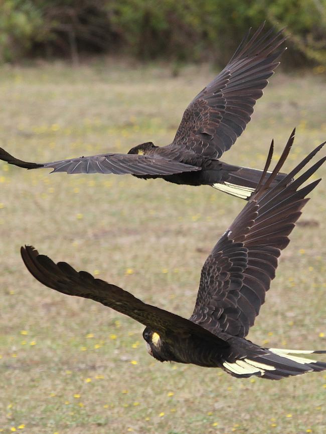 Adult yellow-tailed black cockatoos.