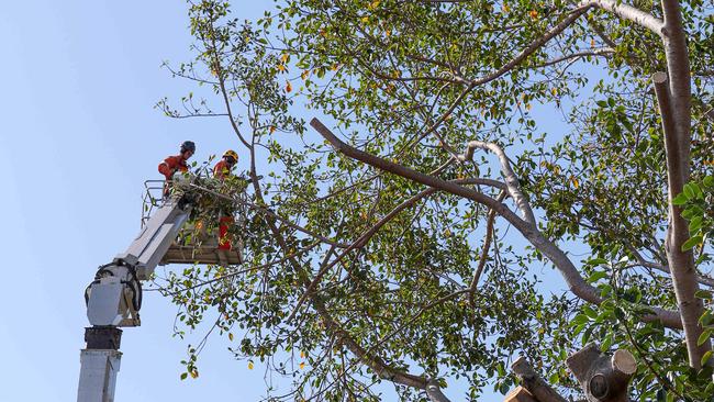 Trees being removed near the Isle of Capri Bridge. Picture: Tim Marsden