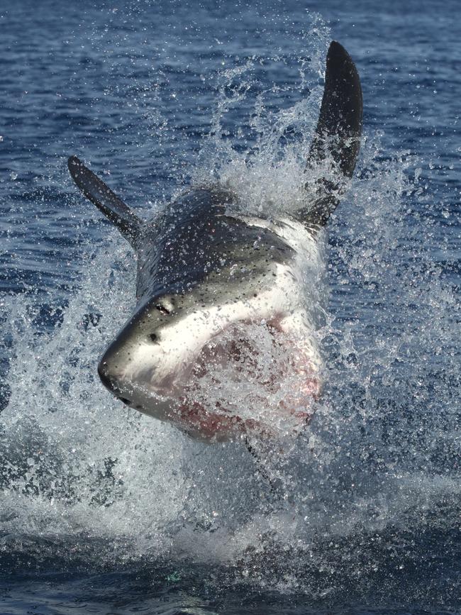 A great white breaches off the North Neptunes. Breaching is part of the creatures’ predation behaviour. Picture: Andrew Fox 