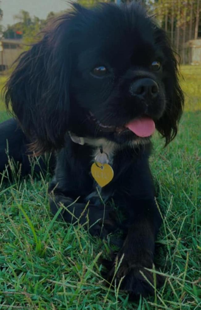 Lulu: Becky Harding's 10 month old Purebred black with white marking King Charles Cavalier
