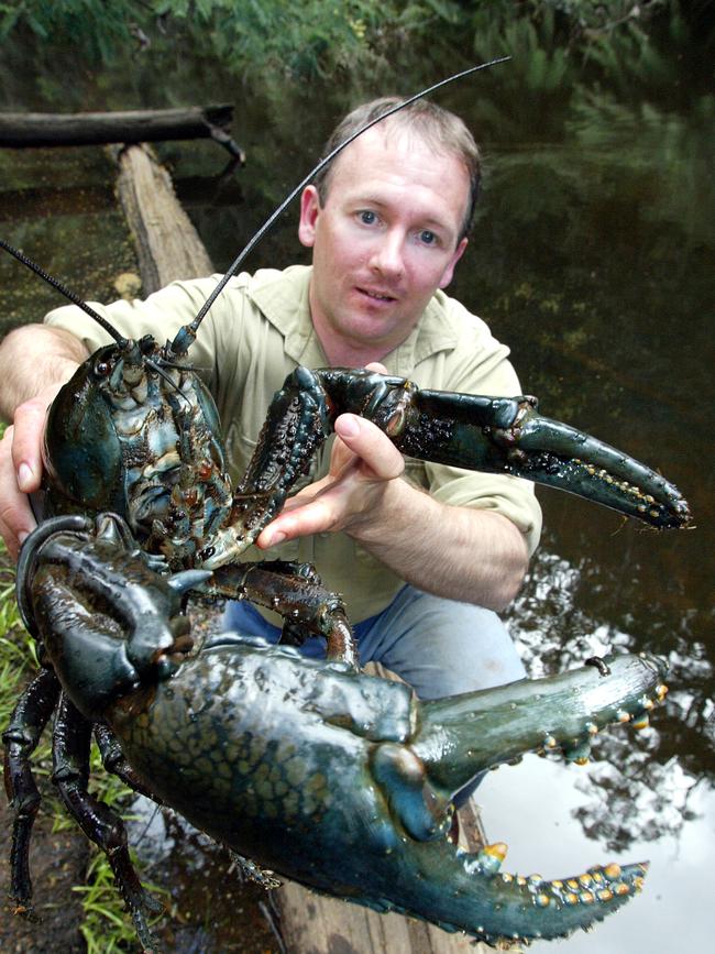 Freshwater crayfish expert Todd Walsh with the 4kg giant freshwater lobster (crayfish) caught in a river on the North West Coast. Picture: Chris Kidd