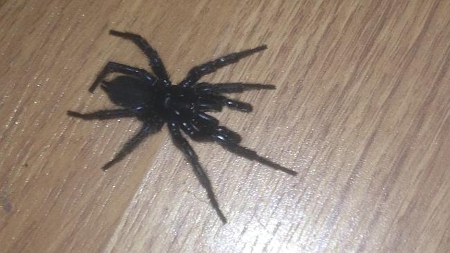 How To Survive A Funnel Web Spider Bite : 3 - Perhaps a spider that builds a funnel in its web?