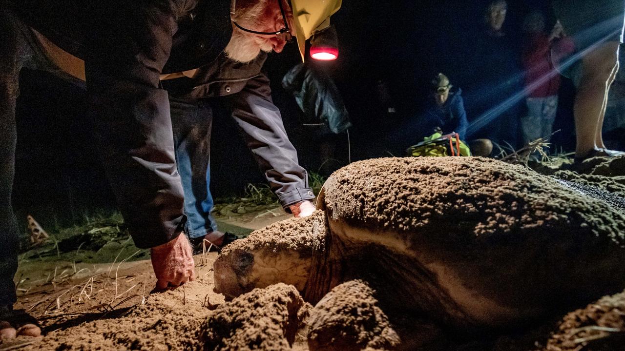 The $1 million investment is hoped to bring more people to the world famous turtle centre. Picture by Luke Marsden.