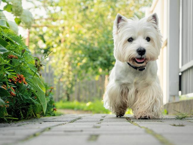 A West Highland White Terrier.