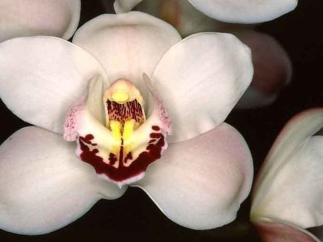 <i>Cymbidium</i>, ‘Anna Szabo x Winter Wonder’. Photos: Orchids on Newbold