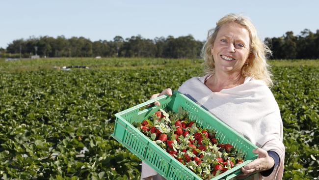 Mandy Schultz of Luvaberrry strawberry farm is excited about the season’s first pick, Wamuran, Friday, May 31, 2019. To go with positive story on the industry, a year after the needle contamination. Picture: Regi Varghese