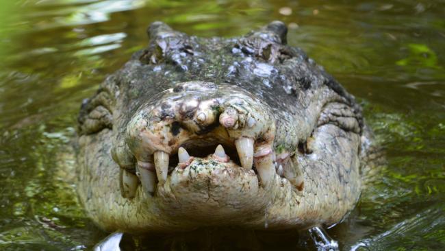 A resident reported a crocodile sighting to the Department of Environment and Science two weeks after it was seen. 