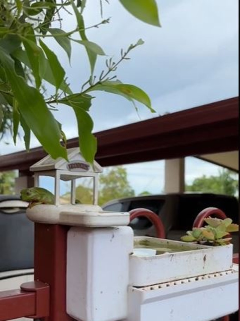 Dazza built the frogs in his backyard a 3D printed home. Picture: @unkowndazza/TikTok