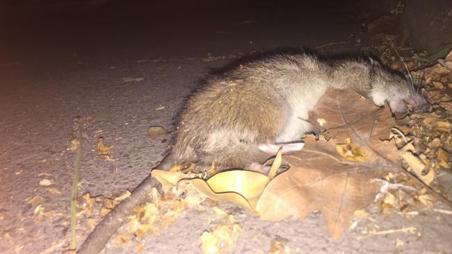 A large dead rat in Belmore Park near Central Station and Hay Street in the city.