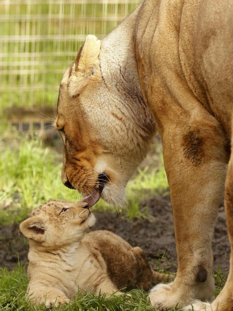 7 week-old Lion cub Roc with mum Chitwa at the Mogo Wildlife Park. Picture: Jonathan Ng