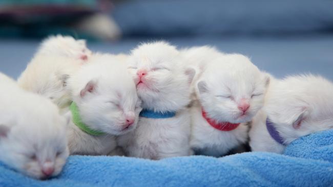 Part of a litter of eight cats, which is cared for in one home. Picture: Alison Wynd