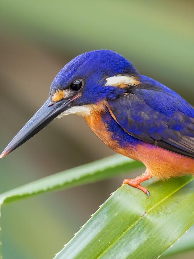 Azure Kingfisher. Picture: Luke Paterson/ntbirdspecialists.com.au