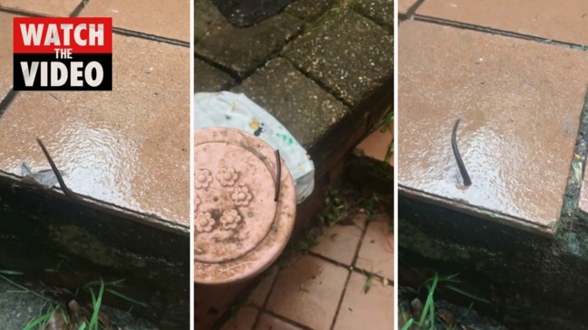 Leeches show up in Sydney suburbs for a feed after the floods