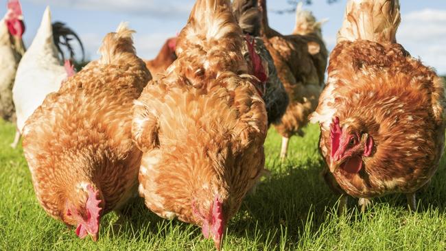The confirmed case of avian flu was found on a farm in the Hawkesbury district. Picture: iStock