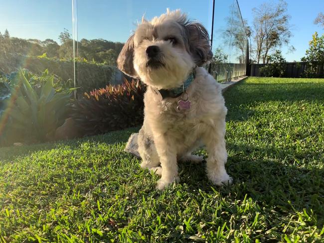 The Telstra Locator Wi-Fi Tag, when paired with a Telstra Pet Collar, can help track pets.