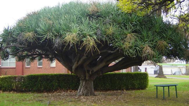 The Dragon Blood tree at Victoria Park, pictured here in bloom, was pronounced dead in December 2024. Picture: Phil McNamara / National Trust