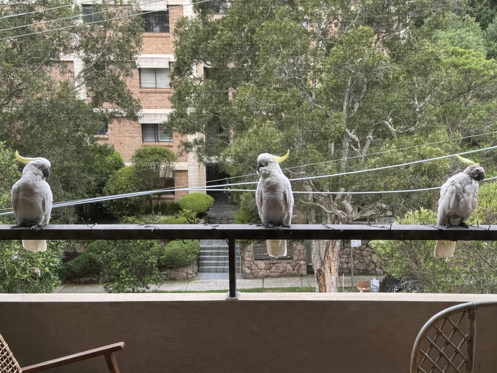 A trio of cockatoos on a Sydney balcony, with the right bird with PBFD. Picture: Supplied