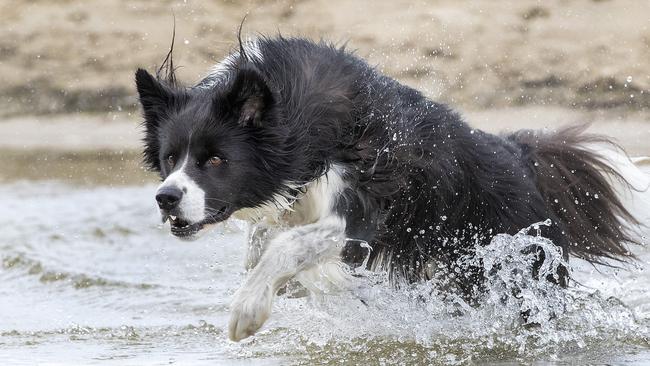 Tassie's cutest dog winner