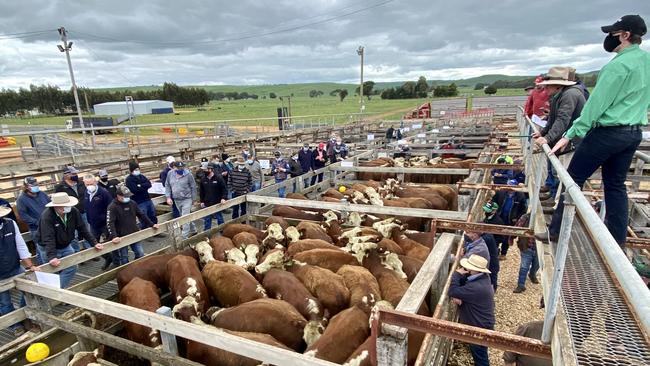 Prices continued to climb at the special spring store sale at Casterton. Picture: Kate Dowler