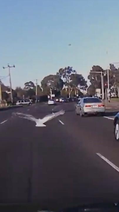 Bird flies with traffic on the morning commute