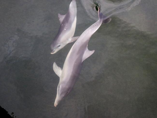 Port River dolphins Hunter and Doc, in happier, healthier times. Doc has been missing for months after becoming ill and thin. Now Hunter is going the same way. Picture: Jenni Wyrsta