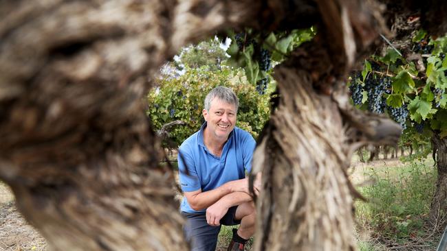 Langhorne Creek winery Lake Breeze winemaker Greg Follett at their Langhorne Creek vineyard. Picture: TAIT SCHMAAL.