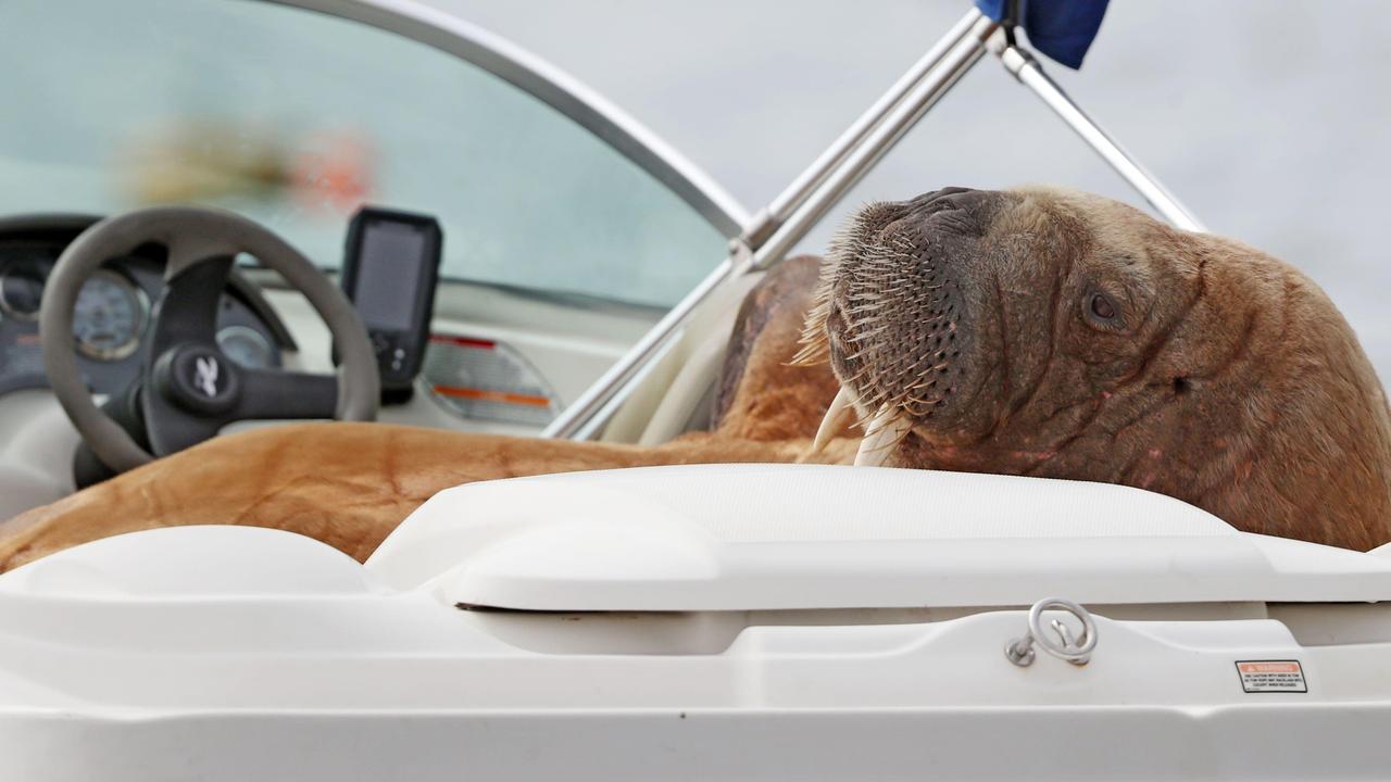 ‘Wally’ the Arctic walrus lounges in a speedboat. Picture: Alamy.