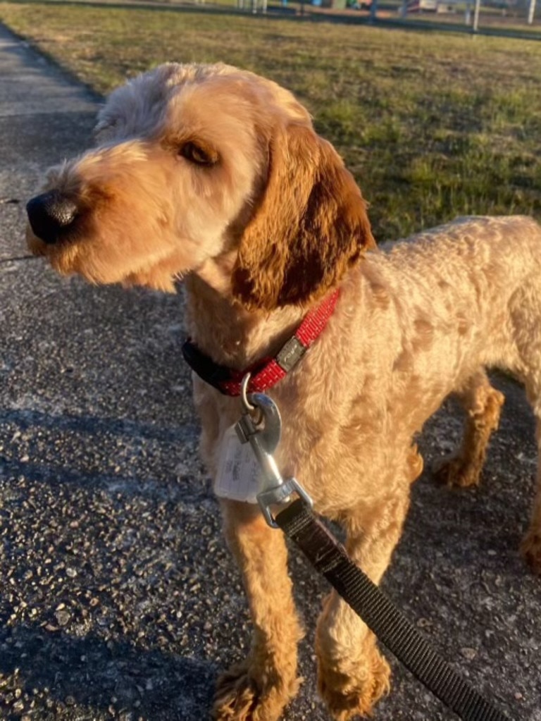 A dog rescued from Tasmanian Labradoodles by the RSCPA.