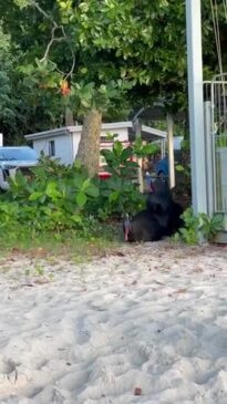 Cassowaries caught mating at caravan park