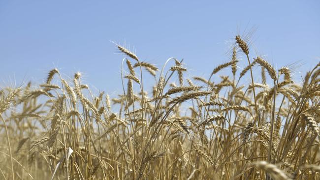 Slowing down: Wheat prices eased $10 for Australian Standard White to $346 a tonne delivered to users in Melbourne. Picture: Dannika Bonser