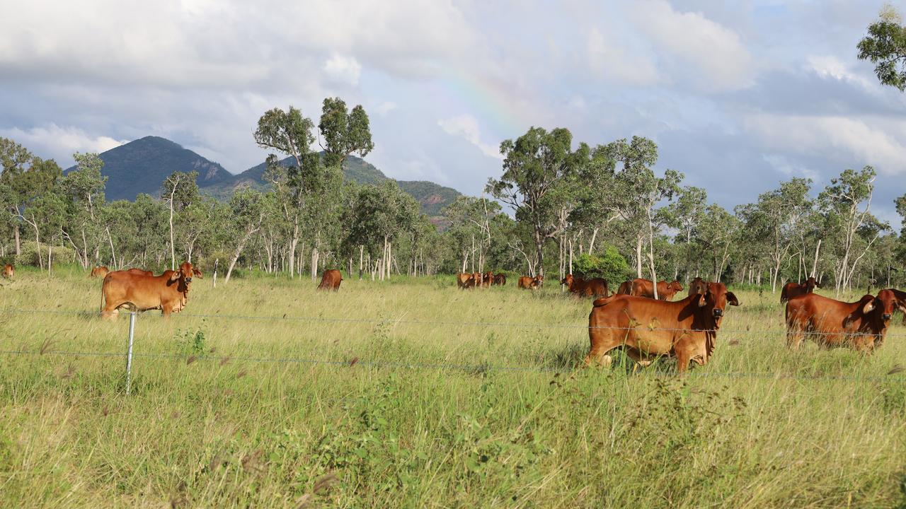 30,000ha northern Queensland station hits the market