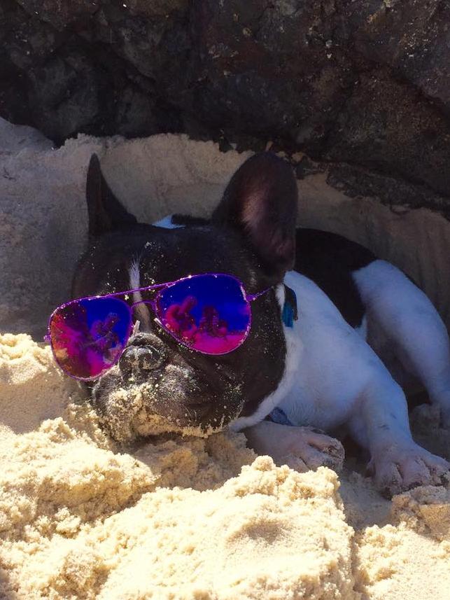 Louise Weatherhog’s french bulldog Oreo loves a cuddle clown and snores when he is asleep.