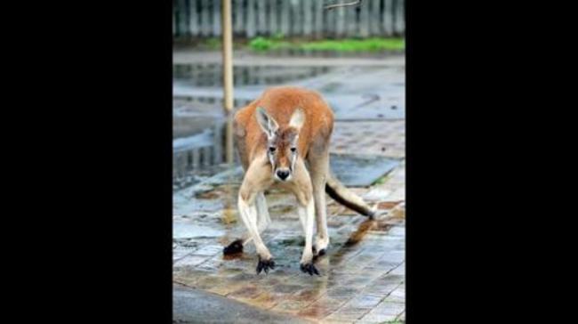 This is Australia musical montage