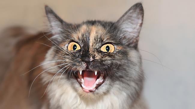 Pets should be free to go to kitty heaven without the fear of being posthumously taxidermied. Picture: iStock