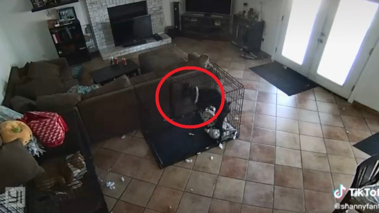 Ghost videos: Dog collar removed in disturbing clip | news.com.au ...