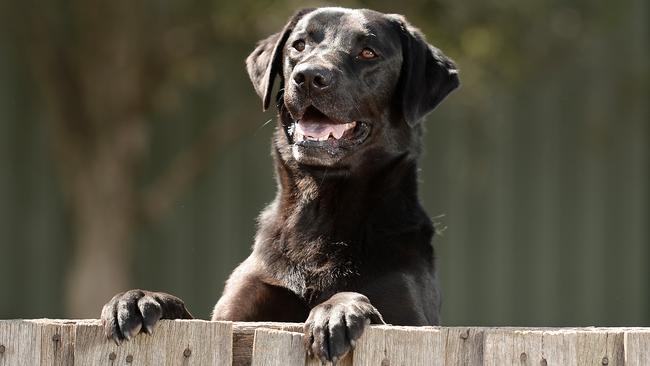 Working dogs. Profile on Pace with Leading Sen Const Paul Christian, the police dog currently in training at Attwood Dog Squad. Picture: David Smith