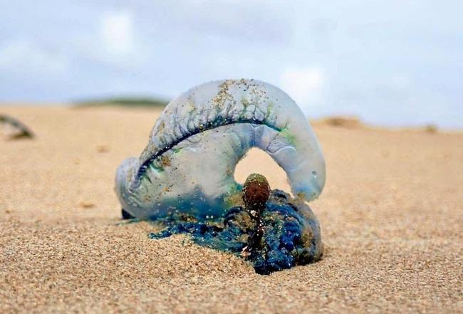 OUCH: A blue bottle jellyfish. Picture: Karen Longworth Browne